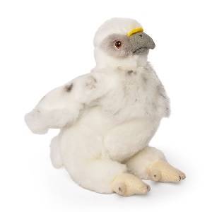 Eagle Chick